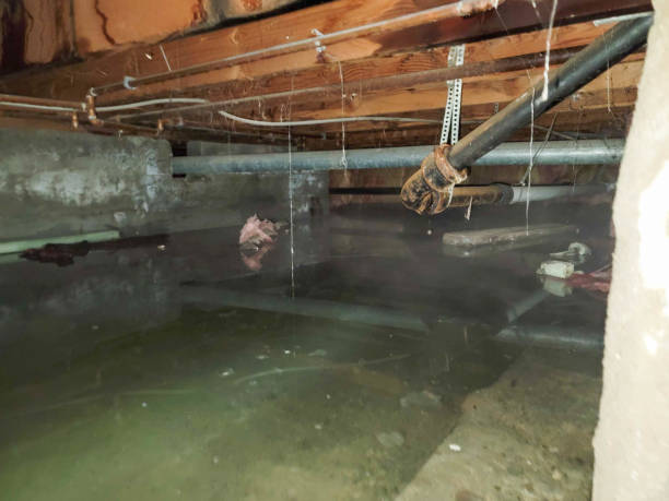 Best Mold removal after water damage  in San Marino, CA