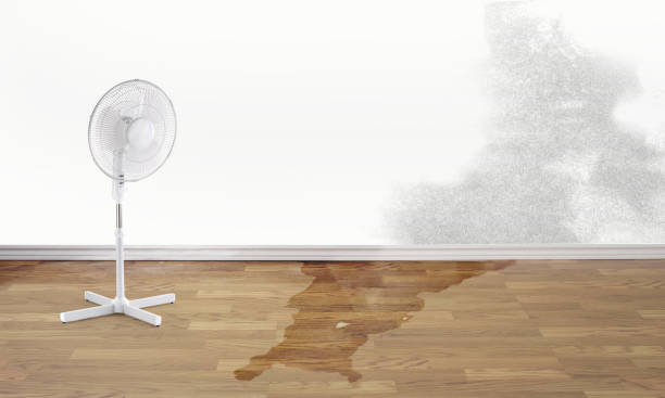 Best Carpet water damage restoration  in San Marino, CA