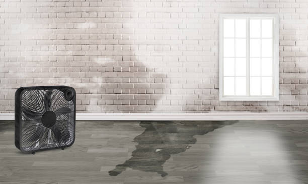 Best Carpet water damage restoration  in San Marino, CA